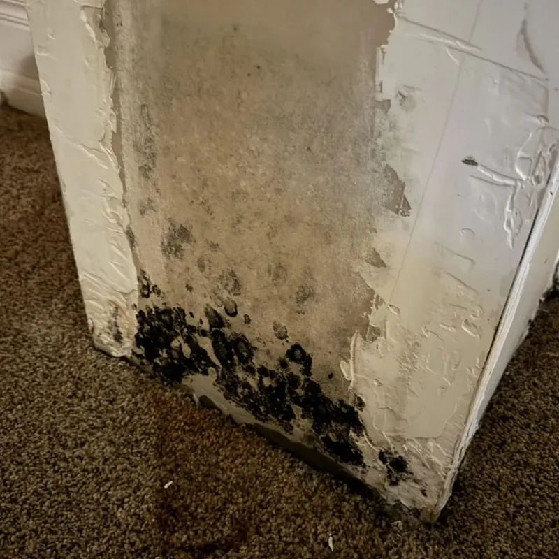 Professional Mold Removal in Tooele County, UT